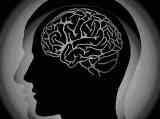 human brain 